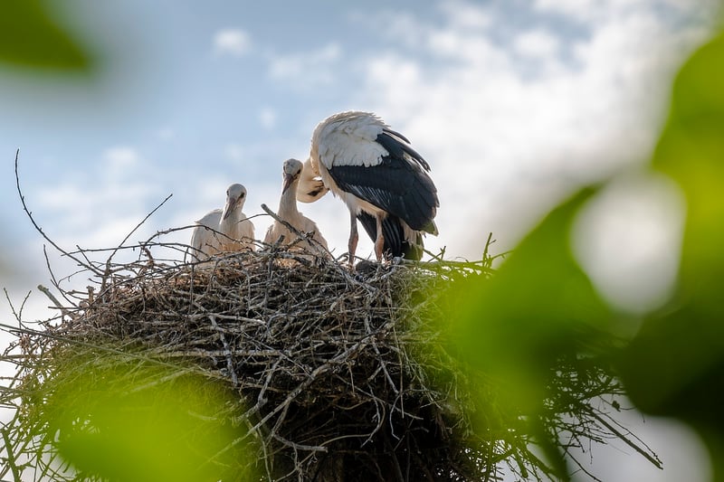Phoenix Nest Adventure